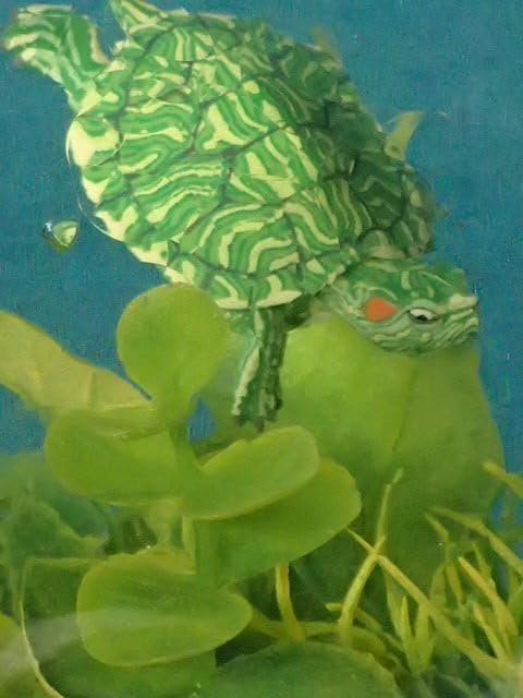 Amazon.co.jp: 一品のみ 水中ジオラマ ミドリガメ 奇譚クラブ Amazon.co.jp: 一品のみ 水中ジオラマ ミドリガメ 奇譚クラブ